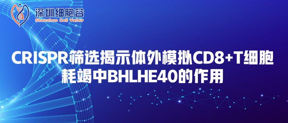 CRISPR篩選揭示體外模擬CD8+T細(xì)胞耗竭中BHLHE40的作用