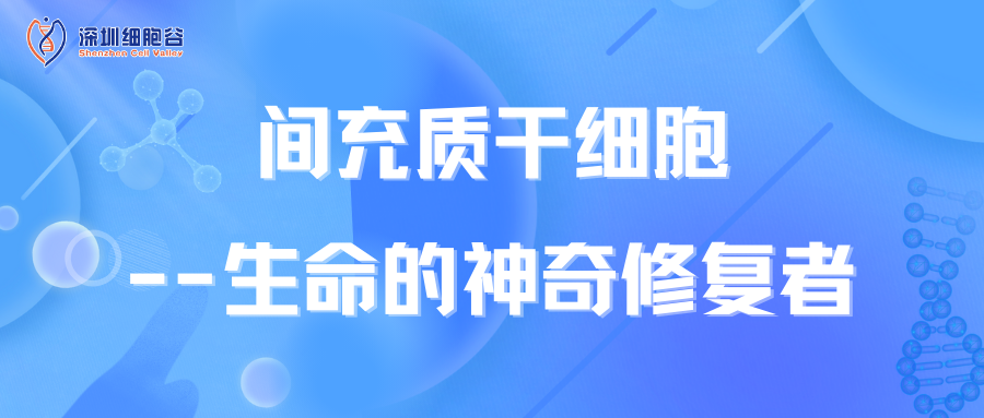 間充質(zhì)干細(xì)胞--生命的神奇修復(fù)者